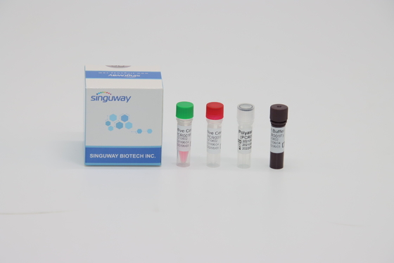 Equipo de la prueba ácida de Kit Fluorescencia Probing Rapid Nucleic de la prueba de la polimerización en cadena del RT del virus de STB