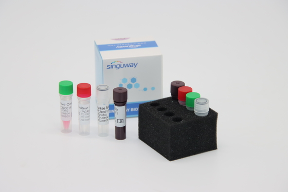Equipo en tiempo real fluorescente de la polimerización en cadena de la polimerización en cadena Kit Fast HCV del RT del virus de Treponema pálido TP