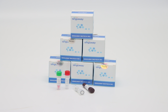 Prueba rápida Kit High Accuracy de la polimerización en cadena del RT del virus de los píloros de ISO9001 Helicobacter