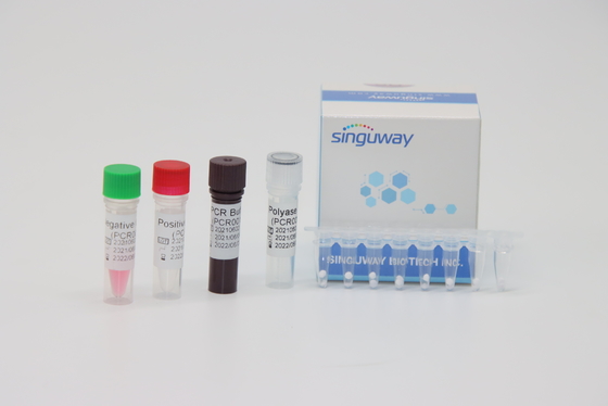50 equipos de diagnóstico en tiempo real de la polimerización en cadena de Copies/Ml para la fusión Gene Typing de la leucemia BCR-ABL