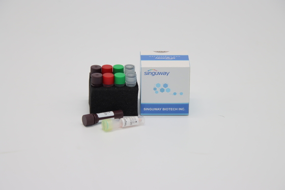CE un virus rápido en tiempo real de Kit For Hepatitis B de la prueba del equipo HSV de la polimerización en cadena del paso